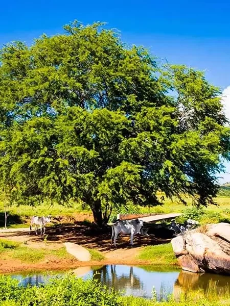 Paisagem Rural ecológica na Serra de São Bento - RN